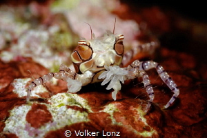 Boxercrab by Volker Lonz 